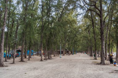 Casuarina ağaçlar sokak 