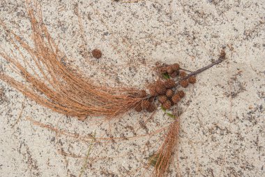 Casuarina ağaç koniler