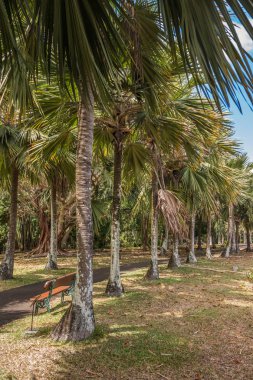 Pamplemousses Botanik Bahçesi palmiye sokak