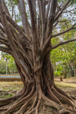 Pamplemousses Botanik Bahçesi