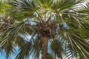 Mavi bir gökyüzü hurma tacı