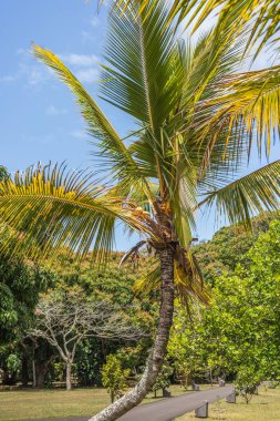 Pamplemousses Botanik Bahçesi palm