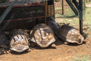 Dev Kaplumbağalar (Dipsochelys kızgözü) 