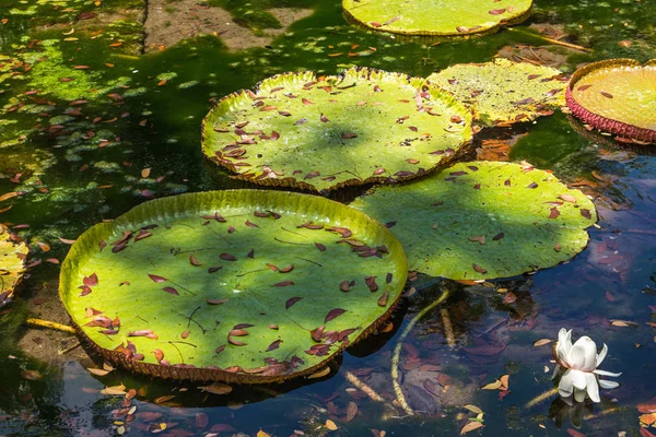 Victoria Amazonica Giant Water Lilies — Stok Foto