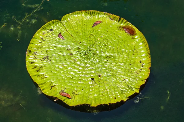 Victoria Amazonica lírios de água gigantes — Fotografia de Stock