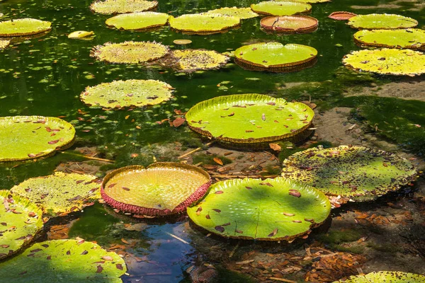 Victoria Amazonica Giant Water Lilies