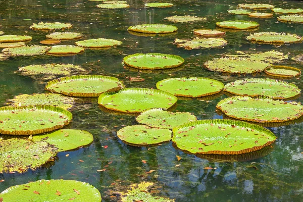 Victoria Amazonica reus waterlelies — Stockfoto