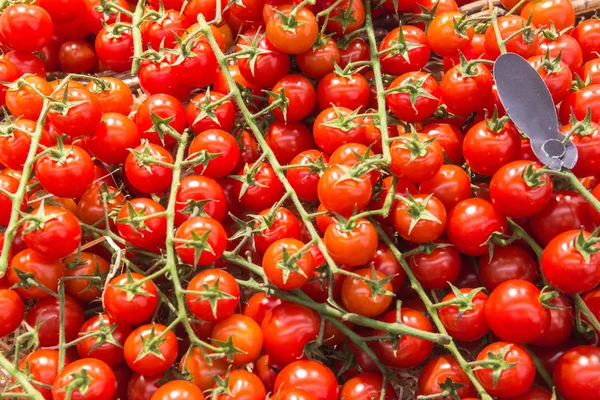 Primer plano de tomates frescos — Foto de Stock
