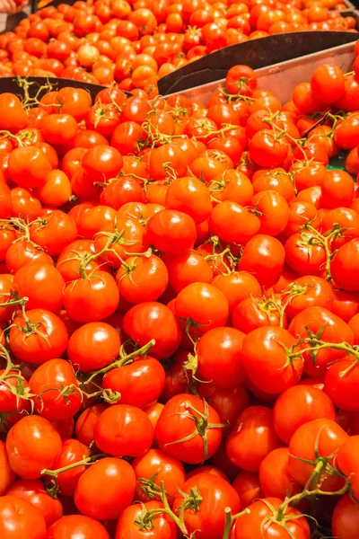 Tomat segar menutup diri. — Stok Foto