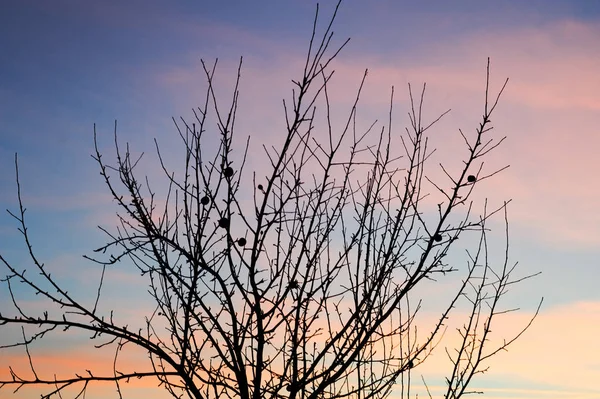 Ветка деревьев зимой — стоковое фото