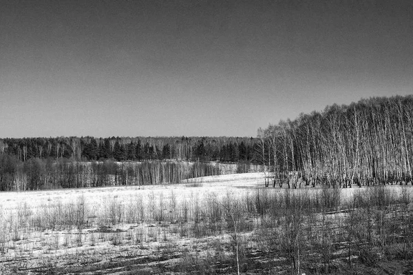 Huş ağacı orman siyah ve beyaz — Stok fotoğraf