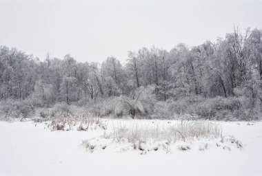 Karlı ağaç görünümü