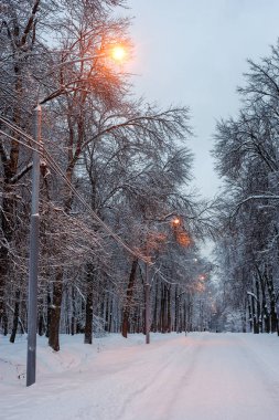 Akşam sokakta karlı ağaç