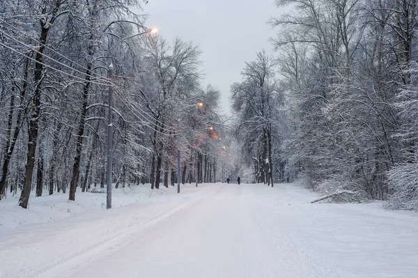 Callejón de árboles nevados por la noche — Foto de Stock