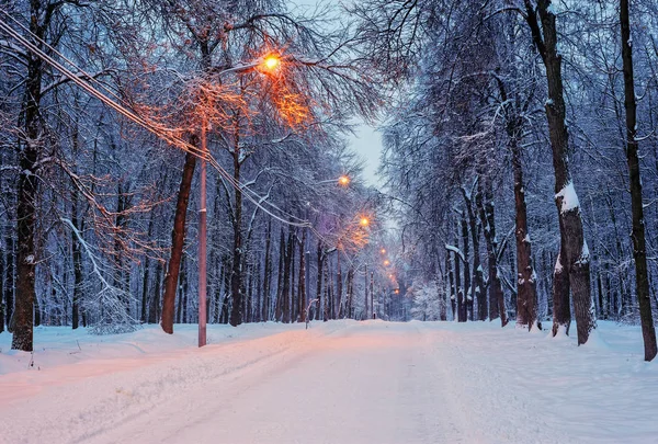 Callejón de árboles nevados por la noche — Foto de Stock