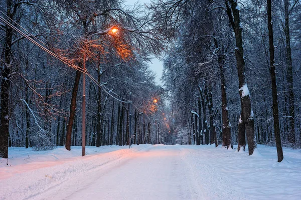 Callejón de árboles nevados por la noche — Foto de Stock