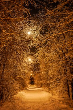 Akşam sokakta karlı ağaç