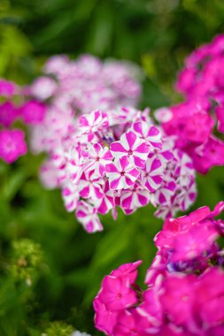 Phlox pembe çiçekler