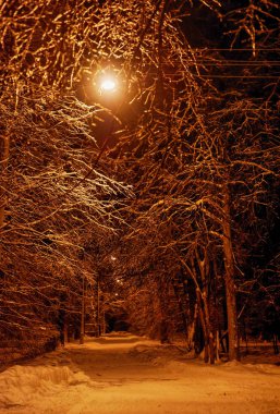 Akşam sokakta karlı ağaç