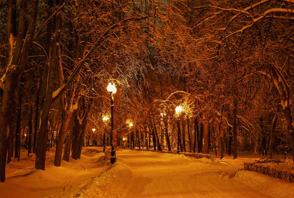 Snowy tree alley in the evening — Stock Photo, Image