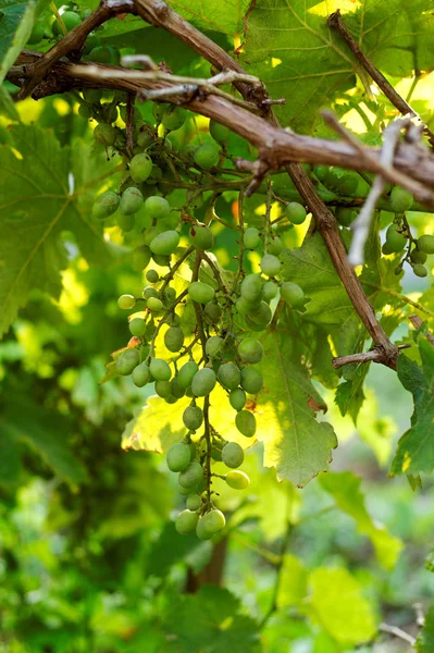 Ramos de uvas blancas — Foto de Stock