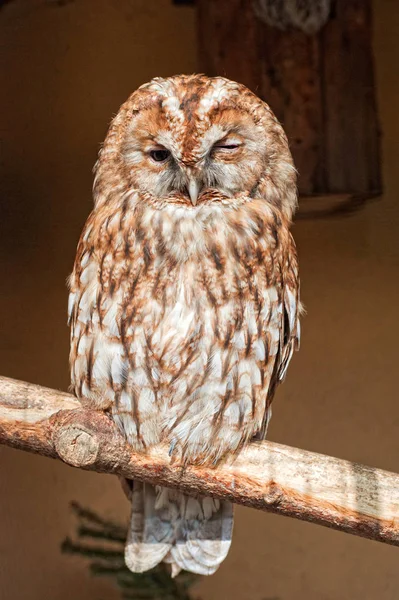 Eine Eule im Zoo — Stockfoto