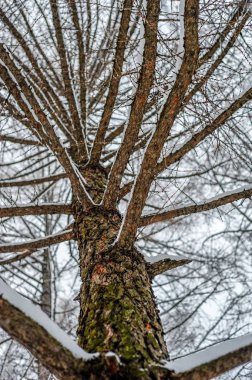 Kar altında ağacıdır