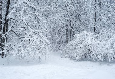 Ağaçlar altında kar vardır