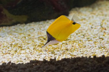 Threadfin butterflyfish (Chaetodon arabacı) 