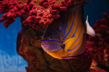 Renkli angelfish derin 