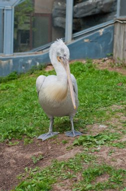 Pelikan bir hayvanat bahçesi