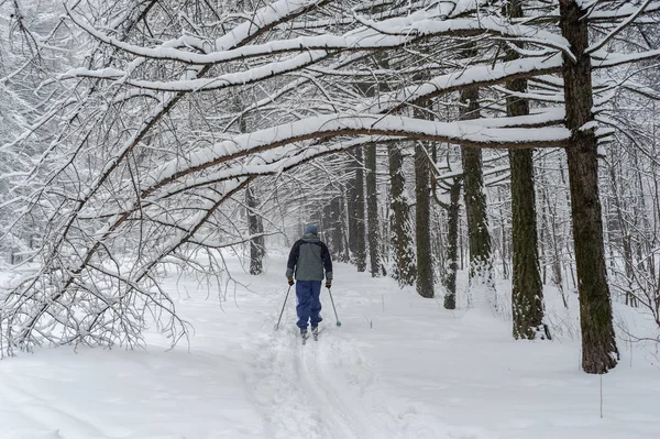 stock image Skier in snowy tree alley