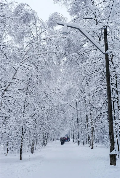 Callejón de árboles nevados — Foto de Stock