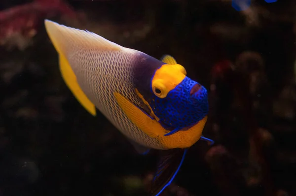 Prachtige exotische tropische Angelfish diep — Stockfoto