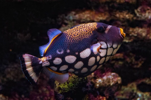 Triggerfish palyaço, resif balık derin
