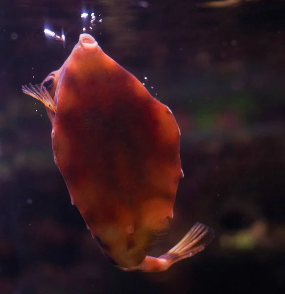 Grappige bultrug turretfish ook bekend als helm quadricornis — Stockfoto