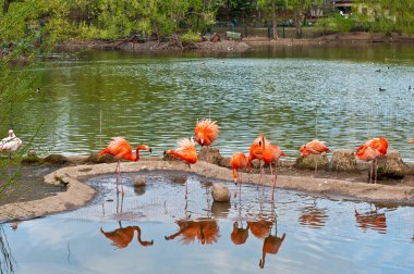 Flamingo kuşları ile göl