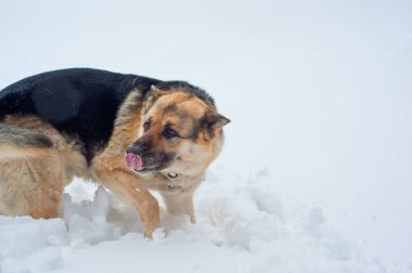 Alman çoban oynuyor