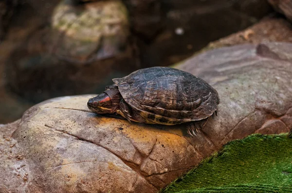 Tartaruga pequena está dormindo — Fotografia de Stock
