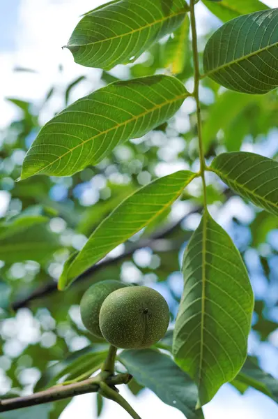 Nueces en una rama —  Fotos de Stock