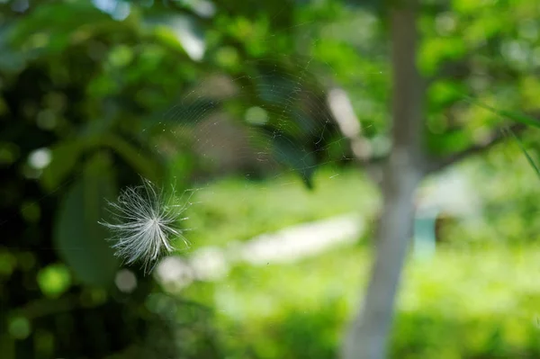 Dandelion 绒毛卡住了 — 图库照片