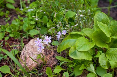 Moss Phlox çiçekler