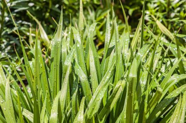 Yağmur damlalı çimenler