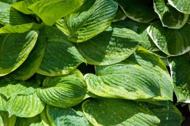 Hosta yaprak yağmur