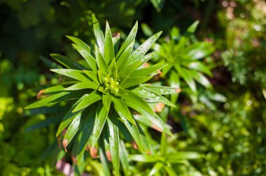 Güzellik Lily yapraklar 