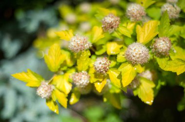 Atlantik ninebark çiçek 