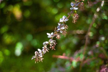 Güneş kızamık bush