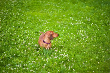 Dachshund yonca alanındaki
