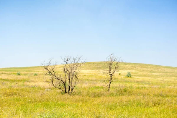 Trees in the field — Stock Photo, Image