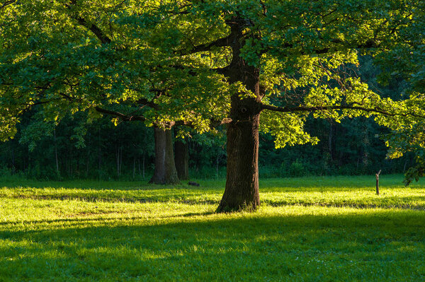 Солнечный свет дуба
